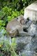 Thailand: Stump-tailed macaque on Khao Chong Krajok (Mirror Mountain), Prachuap Khiri Khan Province